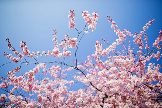 Spring is Almost Here!